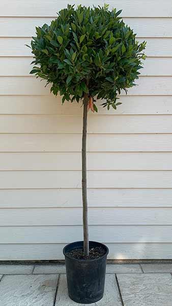 Bay Tree Topiary, Bay Trees, London UK. Our bays are for sale at our london garden centre & online.