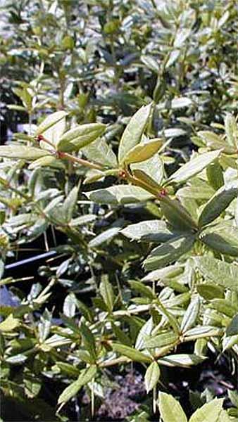 Berberis Julianae Wintergreen Barberry Hedge plants for sale online with UK and Ireland delivery.