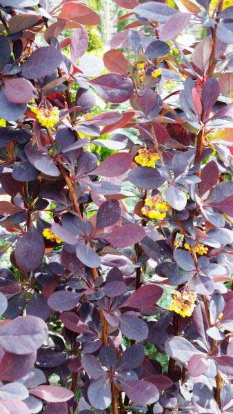 Berberis X Ottawensis Purpurea Superba - Barberry Shrubs UK.