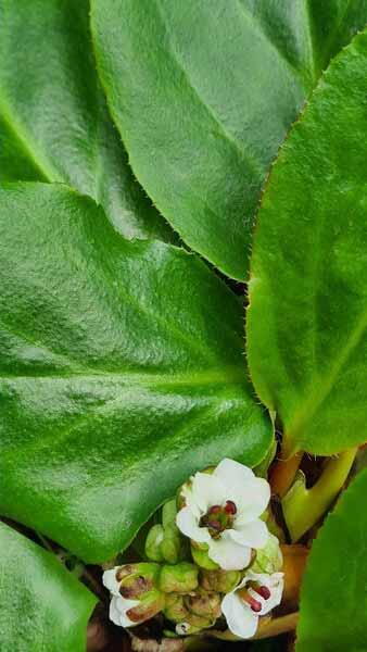 Bergenia Bressingham White Elephants Ears - Good ground cover perennial