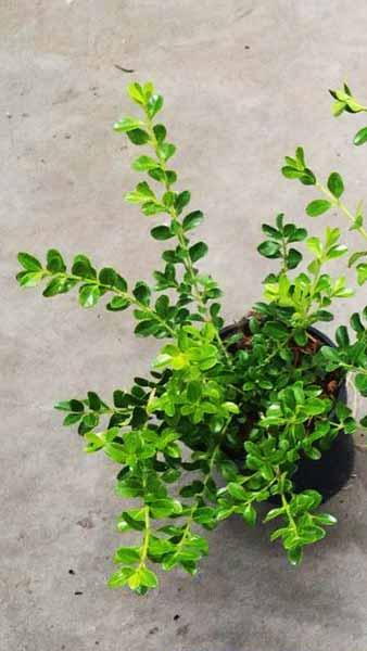 Betterbuxus Babylon Beauty Blight Resistant Box