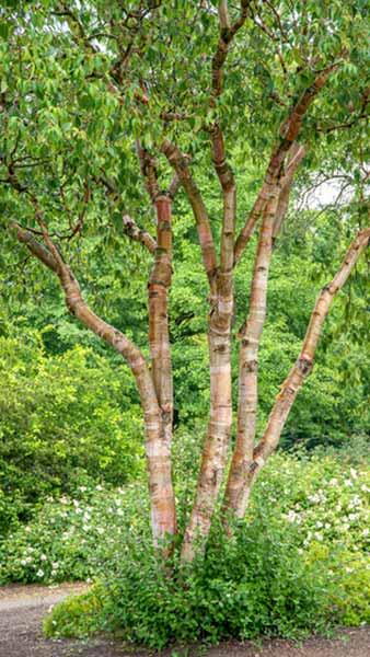 Betula albosinensis Fascination or Chinese Red Birch Tree buy UK.