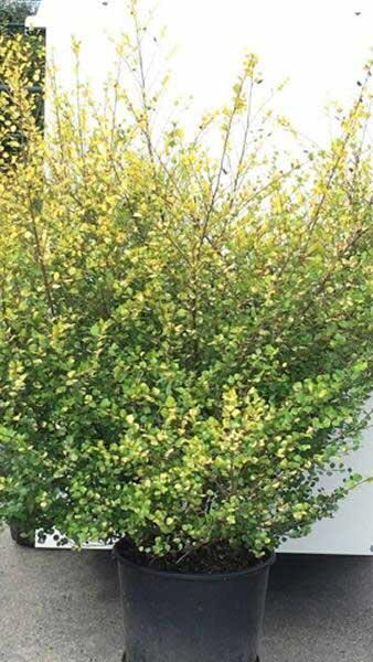 Betula nana Golden Treasure. Dwarf Birch or Arctic Birch for sale online with UK delivery. We delivery to Ireland.