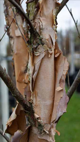 Betula Nigra trees are also known as River Birch trees, ornamental bark and foliage. Buy online UK