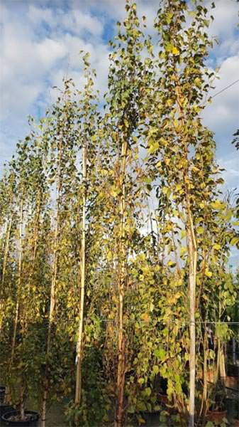 Betula Pendula Fastigiata Joes Silver Birch, a fastigiated birch with an extremely narrow columnar growth habit. Ideal for small gardens and lining walkways. 