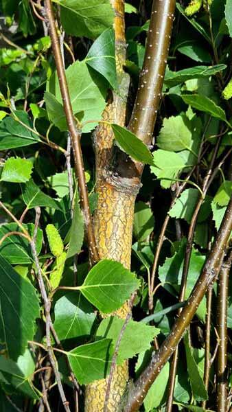 Betula pendula Fastigiata Upright European White Birch, a deciduous birch with a narrow upright erect habit, fine green leaves and hallmark white, peeling bark