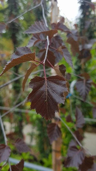 Betula Pendula Purpurea. Purple Leaved Birch Trees for sale online with UK delivery.