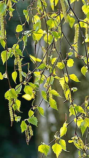 Mature Betula Pendula or Silver Birch Trees for Sale Online UK delivery