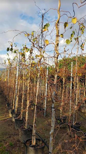 Betula Alba Spider Alley Birch has twisted weeping spidery branches and a narrow head