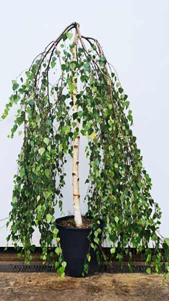 Betula Pendula Youngii or Young’s Weeping Birch, small deciduous weeping tree with a wide spread, forming a mushroom shaped dome of thread-like branchlets. 