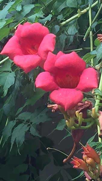 Bignonia Campsis Radicans, flowering trumpet vine with large red flowers - very attractive and summer flowering, buy online with UK delivery