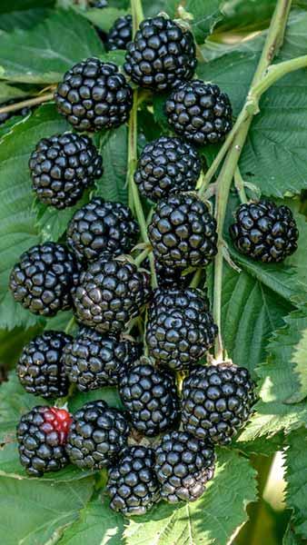 Blackberries Rubus Fruticosus Fruiting Blackberry Bushes