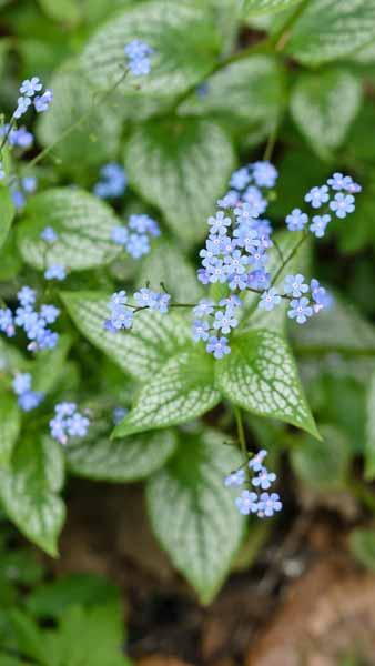 Image of Brunnera macrophylla summer flowering shade perennial