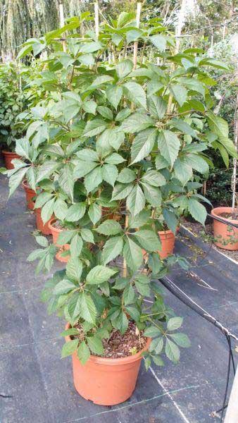 Parthenocissus Quinquefolia or Virginia Creeeper to buy online UK