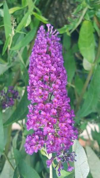 Buddleja Miss Violet Butterfly Bush a more compact variety of Buddleia, with vibrant violet coloured flowers that attract butterflies and other pollinators.