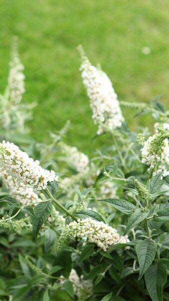 Buddleia White Chip, dwarf Buddleia