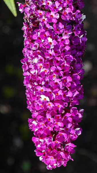 Buddleja Davidii Berries and Cream Butterfly Bush Buy Online