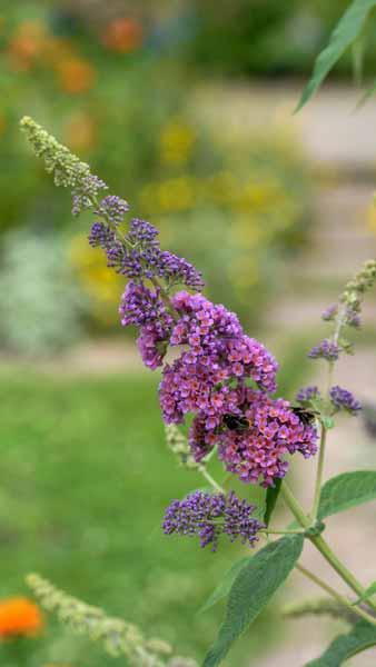 Buddleja Davidii Butterfly Tower Butterfly Bush Upright Form