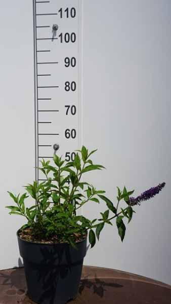 Buddleja Davidii Empire Blue Butterfly Bush for Sale UK