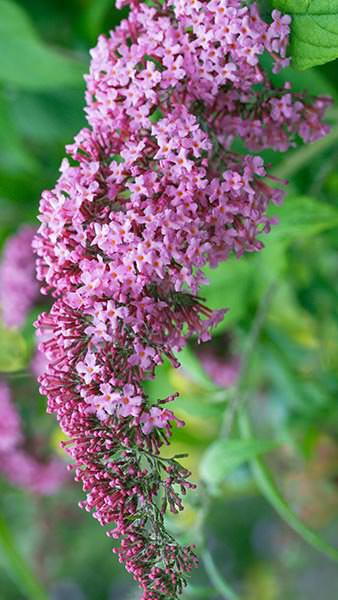 Buddleja Davidii Ile de France, deep purple flowers on long elegant racemes from July to September. Flowers adored by butterflies. 