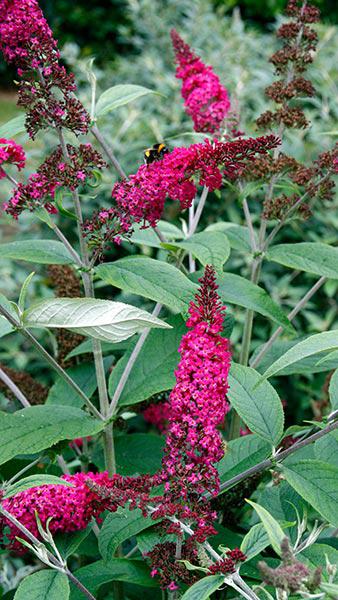 Buddleia Davidii Miss Ruby also know as Buddleja, the Butterfly Bush is a gorgeous deep ruby red variety that will flower throughout the summer.