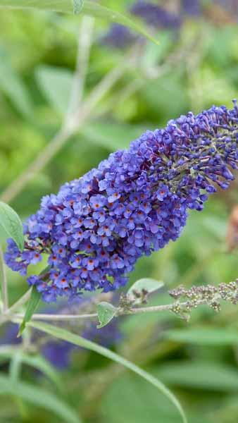 Buddleja Davidii Free Petite Blue Heaven Butterfly Bush