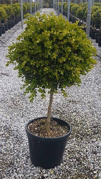 Box Topiary trees, quarter standard lollipop shaped Buxus Topiary tree. Very easy to maintain, deliver throughout the UK