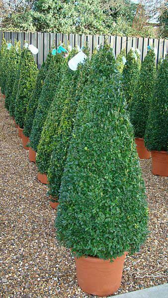 Buxus Sempervirens Cones, Topiary Box Pyramids and other shaped Buxus plants for sale at our Topiary specialist nursery in London UK.