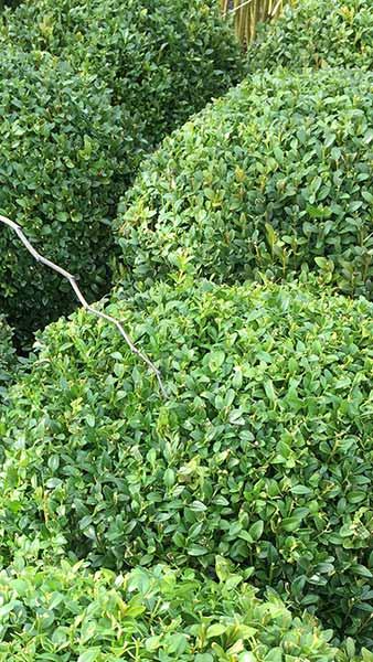 Buxus Microphylla Faulkner Small Leaved Box