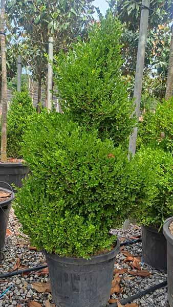 Box Topiary Spiral