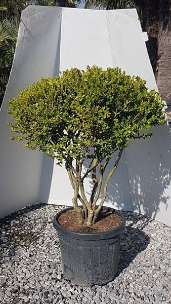 Multi Stem Boxwood or Buxus Sempervirens Topiary