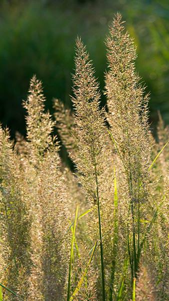 Calamagrostis Brachytricha or Korean Feather Reed Grass is a very attractive ornamental grass - part of our large grasses collection, buy UK.
