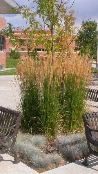 Calamagrostis X Acutiflora Karl Foerster - Feather Reed Grass