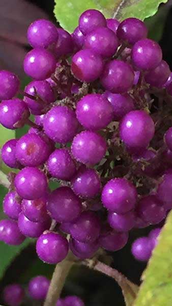 Callicarpa Profusion trained as a climber, pretty lilac flowers and bright purple berries, for sale online UK delivery