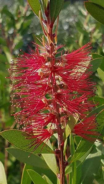 Callistemon Citrinus or Lemon Bottlebrush or Callistemon Lanceolatus