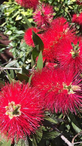 Callistemon Laevis Scarlet is commonly known as Bottlebrush or Callistemon Rugulosus. Flowering shrubs buy UK.