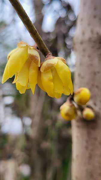 Calycanthus Praecox, Chimonanthus Praacox, Wintersweet