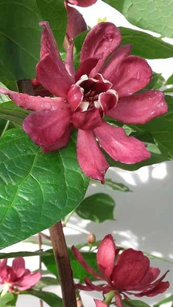 Calycanthus Sweetshrub Hartlage Wine, Raulstonii Hartlage Wine pretty red flowers with white centres on this deciduous ornamental shrub, buy UK