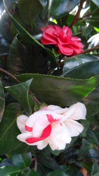 Camellia Angela Cocchi - one of our large selection of Camellias to buy online, UK delivery