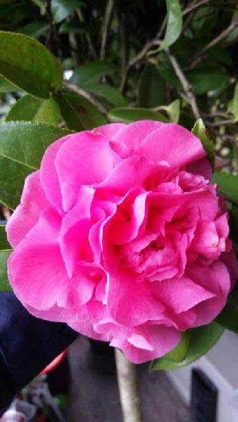 Camellia Japonica Debbie Flowering Evergreen Shrubs Buy Uk