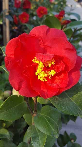 Camellia Japonica Blood of China Red Flowering Evergreen Shrub