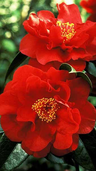 Camellia Japonica Bob Hope Compact Red Flowering Shrub