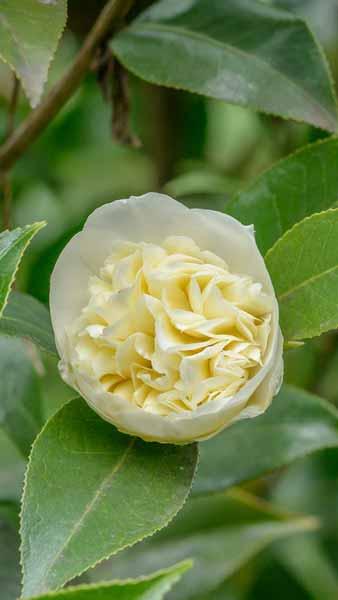 White and yellow flowering Camellia Japonica Brushfields Yellow, part of our extensive Camellia collection for sale online UK delivery.