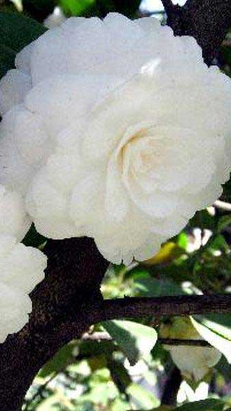 Camellia Japonica Compacta Alba