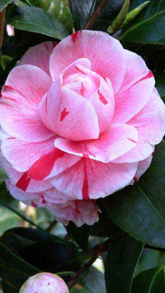 Camellia Japonica Comte De Gomer