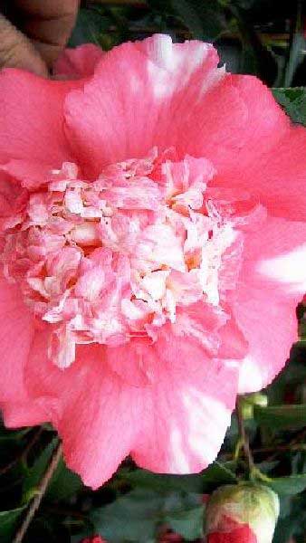 Camellia Japonica Elegans, Spring Flowering Evergreen Shrub, UK