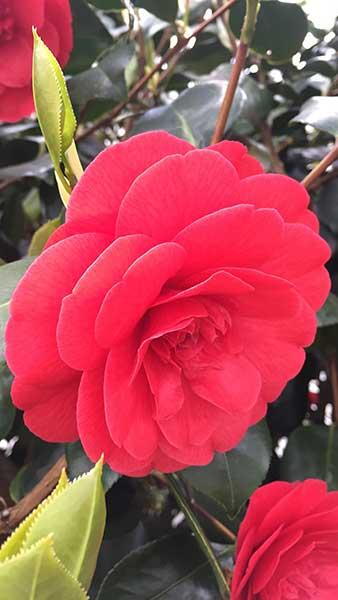 Camellia Eugenia de Montijo