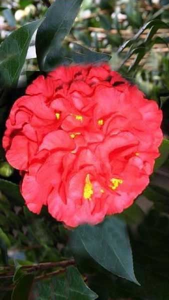 Camellia Japonica Kramers Supreme, beautiful red flowering variety to buy from our London nursery, delivery throughout the UK