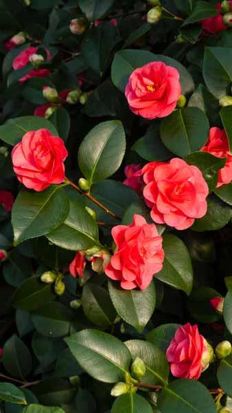 Red flowering Camellia Japonica Lady Campbell buy online from our Camellia collection, we deliver throughout the UK and Ireland.