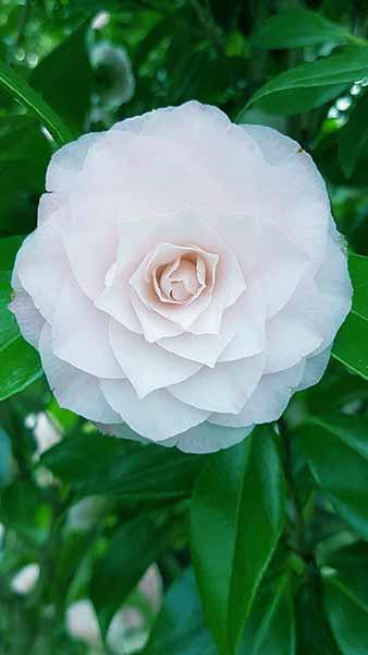 Camellia Japonica Paolina Maggi